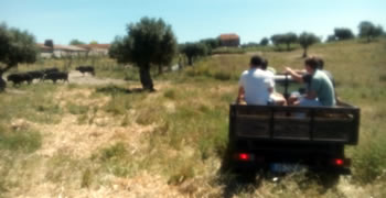 Safari radical entre os Touros em Santarem